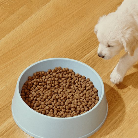 puppy walking towards food bowl